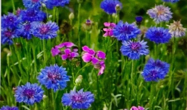 一张褪色的照片是什么歌曲(褪色的照片是什么歌的歌词) 照片 歌曲 第6张