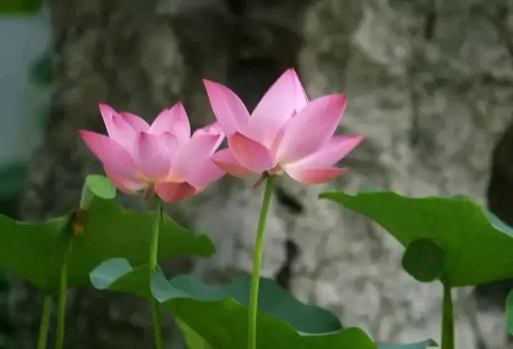 思念的歌曲有哪些(歌词里有思念的歌)  第7张