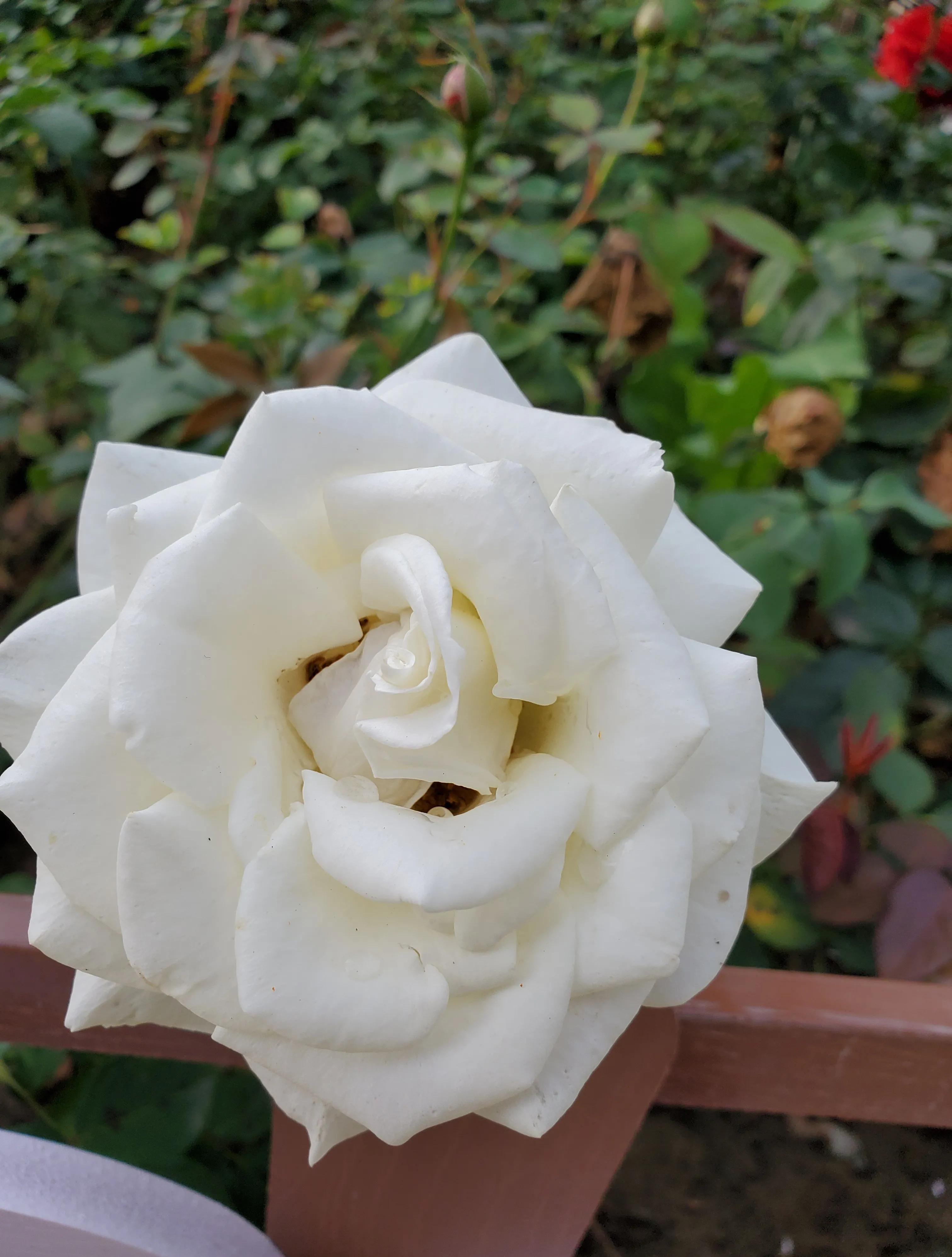 下辈子再爱我一次什么歌曲(再爱我一次插曲是什么歌)  第2张