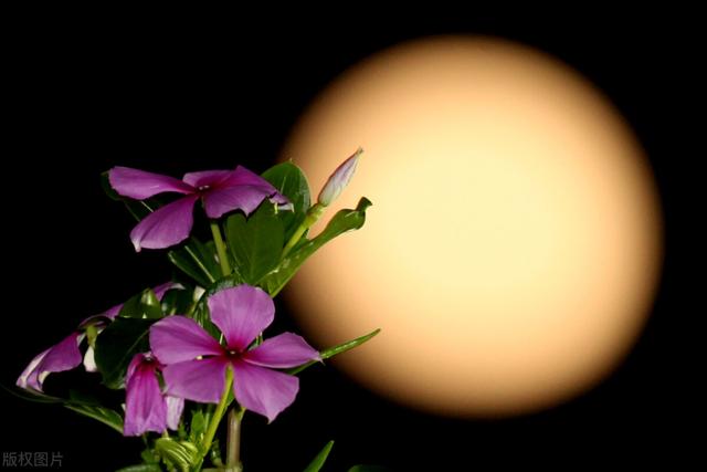 07-09年年代最流行的歌曲（90年代的大陆流行歌曲）(11)