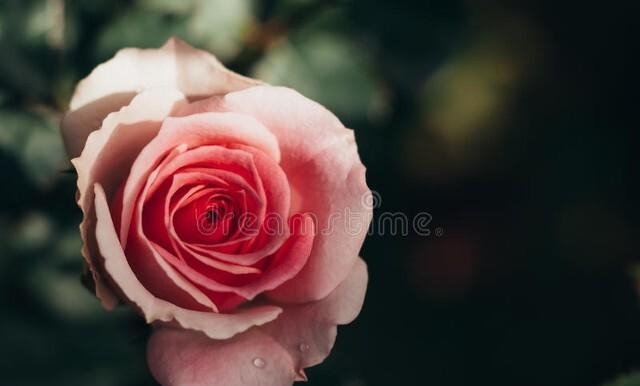 总是在梦里是什么歌曲(总是在梦里我看到你无助是什么歌曲)  第3张