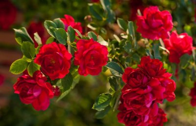 ​总是在梦里是什么歌曲(总是在梦里我看到你无助是什么歌曲)