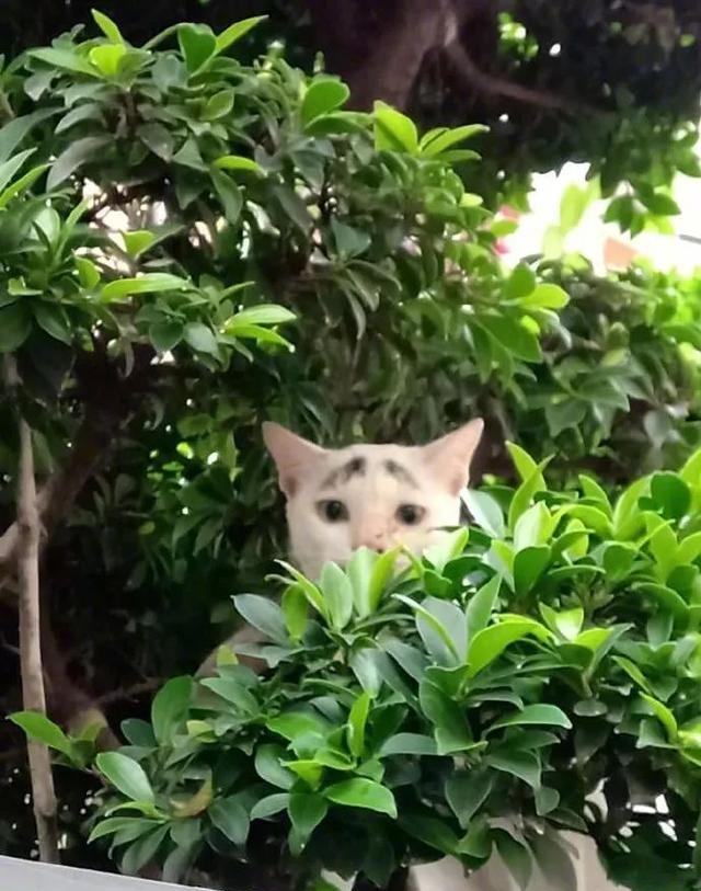 你有没有爱上我是什么歌曲(抖音歌曲我是真的爱上你) 歌曲 第12张