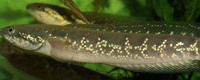 ​七星鱼有什么作用 吃七星鱼有什么好处