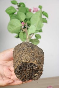 ​三角梅施肥方法和时间，施肥什么肥最好