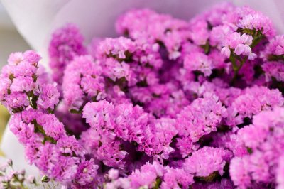 ​勿忘我花束怎么养