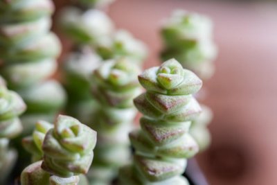 ​钱串怎么进行扦插