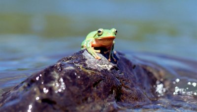 ​青蛙是保护动物吗