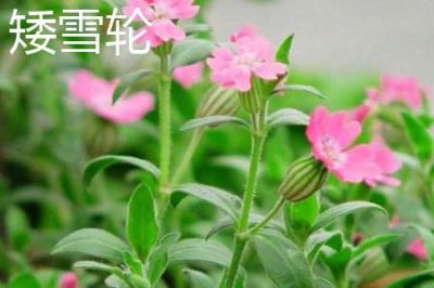 ​矮雪轮和高雪轮的区别