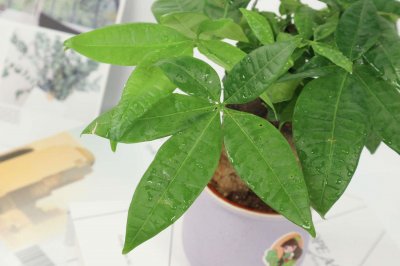 ​发财树怎么养家庭养法