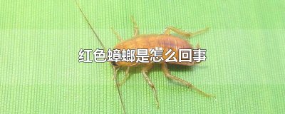 ​红色蟑螂是怎么回事