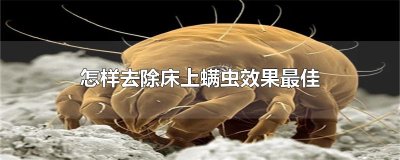 ​怎样去除床上螨虫效果最佳