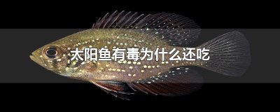 ​太阳鱼有毒为什么还吃