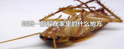 ​蟑螂一般喜欢躲在什么地方 蟑螂喜欢躲在什么地方