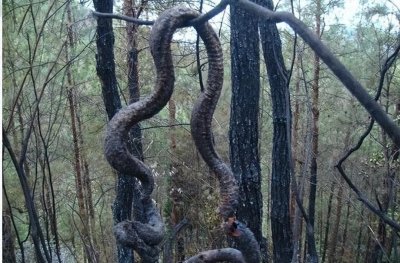 ​四川巴中发生森林火灾惊现十几米巨蟒，巨蟒渡劫事件到底是真是假