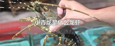​小青龙是什么龙虾