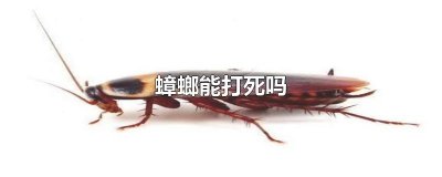 ​蟑螂能打死吗