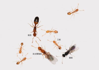 ​家里好多小黄家蚁怎么灭干净