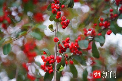 ​南京幕府山火棘果满山红遍，冬天成鸟儿的美食