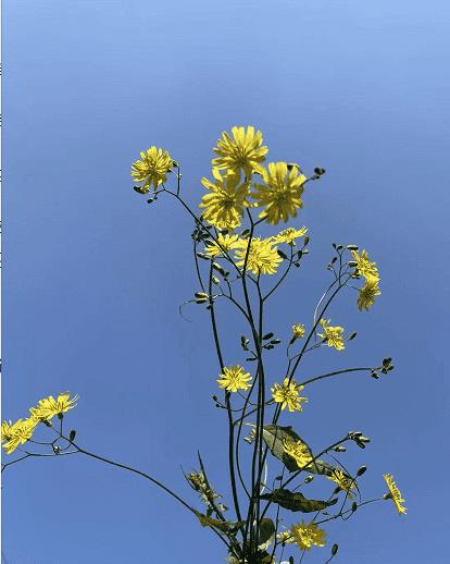 最美的瞬间歌词含义（最美的瞬间歌曲表达了什么感情意思）