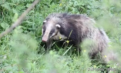 ​国家”三有”保护动物——猪獾