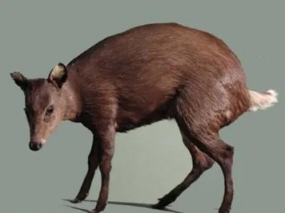 ​宁夏毛冠鹿简介