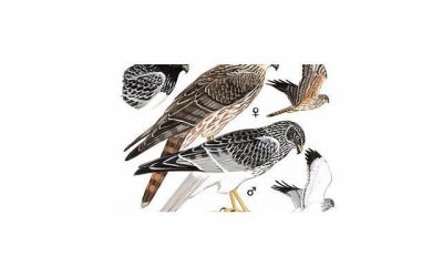 ​婚内出轨与别人同居是不是属于重婚