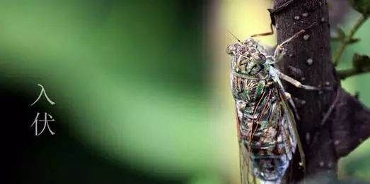 三伏天是什么时候,三伏天从什么时候开始至结束2022图2