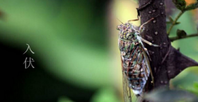 ​三伏天是什么时候,三伏天从什么时候开始至结束2022