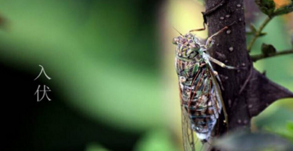 三伏天是什么时候,三伏天从什么时候开始至结束2022图1