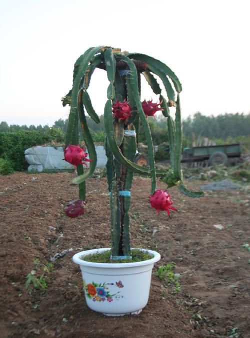 火龙果是仙人掌的果实吗