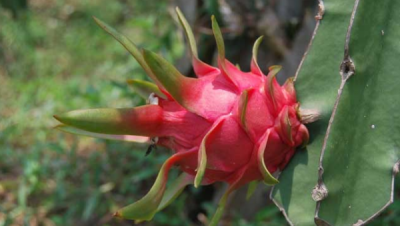 ​火龙果是仙人掌的果实,火龙果怎么种植