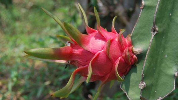 火龙果是仙人掌的果实,火龙果怎么种植图1