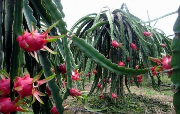 火龙果是仙人掌的果实,火龙果怎么种植图5