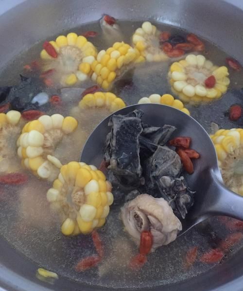 鸽子可以吃粉碎的玉米吗