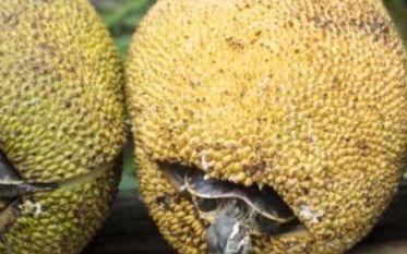 越南人爱“吃”的4道特色菜，有些我们都不敢吃，大脚鸡越南特有