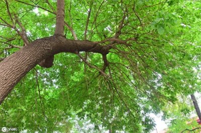 ​网师园游记，听一座园林的轻轻歌唱，忘不了里面的绿水青山