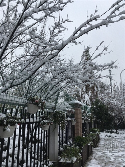 寒潮凶猛，大暴雪袭击杭州！积雪10厘米以上一夜变雪城