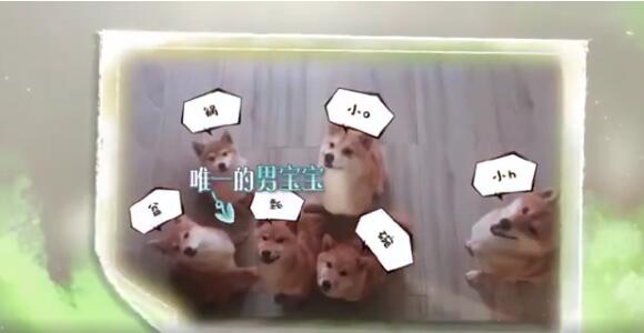 锅碗瓢盆什么梗