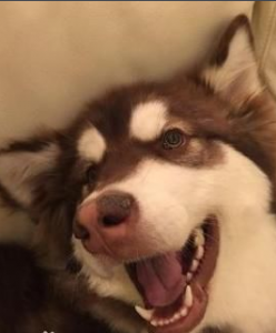 王可可是个碧池是咋回事？