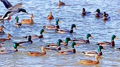 ​吉林长白岛湿地公园：候鸟群集越冬 吸引游客打卡