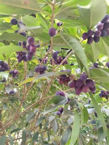 ​上了年纪的男人