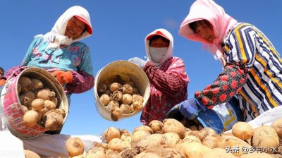 ​种土豆用什么底肥最好讲解（土豆种植需要这4种肥料产量高）