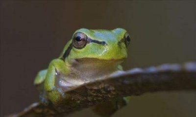 两栖动物有哪些,两栖动物有哪些