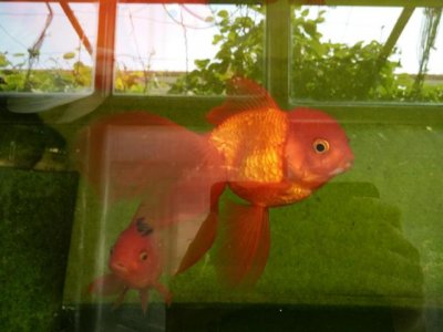 ​锦鲤和金鱼的区别是什么（金鱼和锦鲤在很多问题上区别太大，不宜混养）