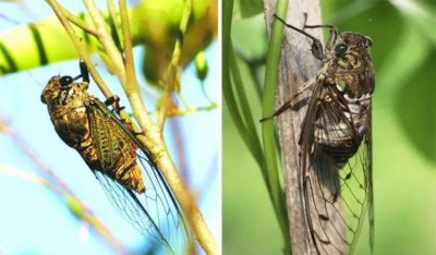 蝉的外形特征，昆虫记蝉的外形特征描写原文？