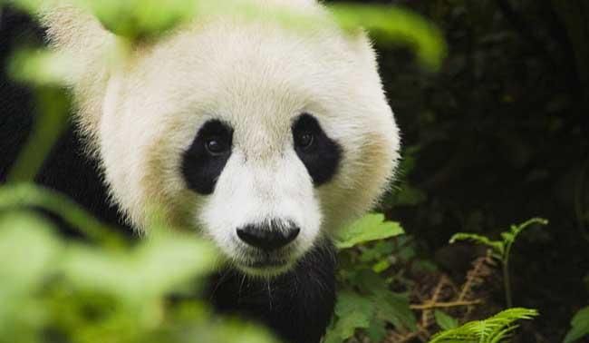 大熊猫的生活习性