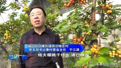 ​300多元1斤！大棚樱桃1月20日上市