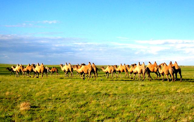 四子王旗来历（四子王旗基本概括）(7)