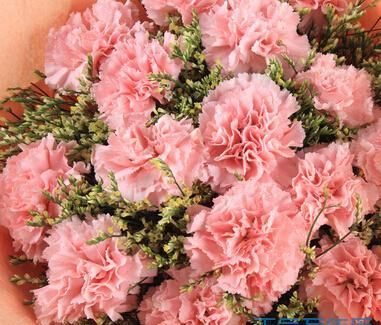 有人说花有花语，母亲节该送什么颜色的康乃馨才好呢